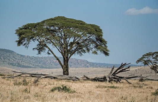 La acacia, fuente de la increíble goma arábiga